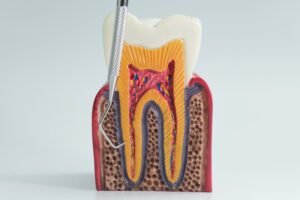 Read more about the article Tooth Anatomy 101: Understanding the Layers of Your Smile