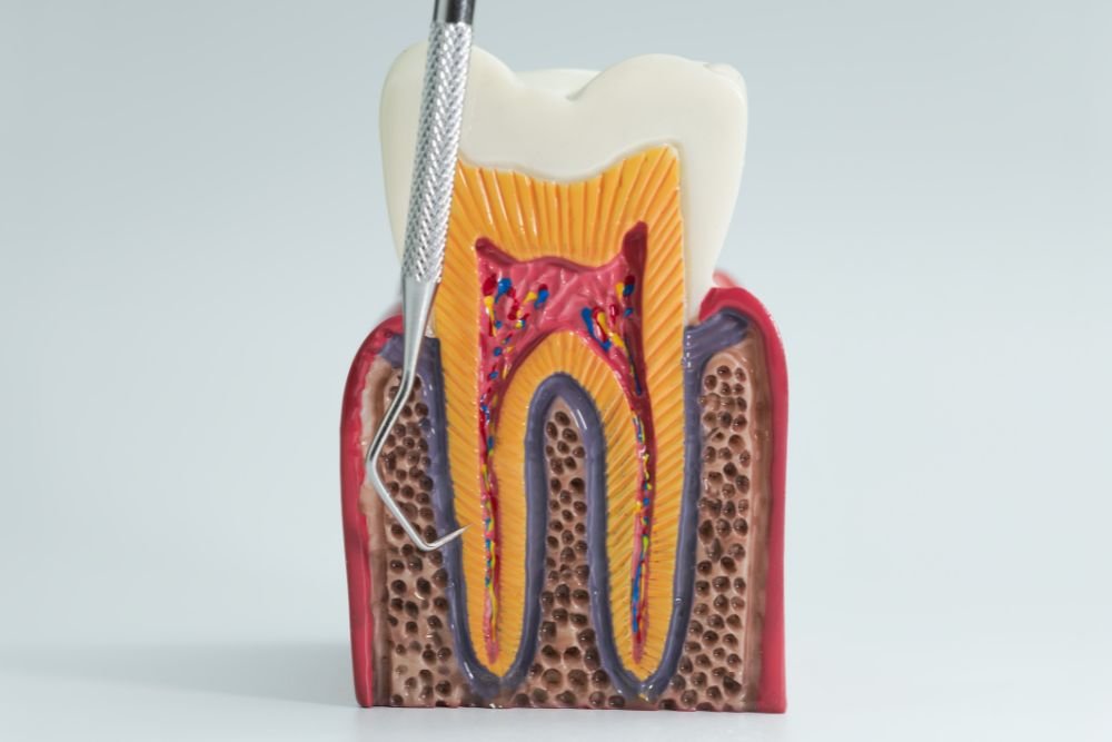 You are currently viewing Tooth Anatomy 101: Understanding the Layers of Your Smile